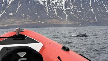 ArcticSeaTours - Dalvík