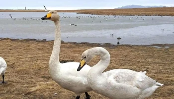 Bakkatjörn - Ísland