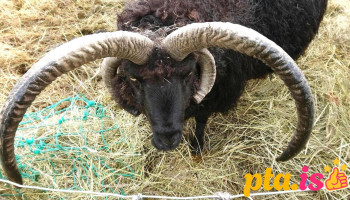 Brúnagerði, Daladýrð og Gjóska - Íllugastaðavegur