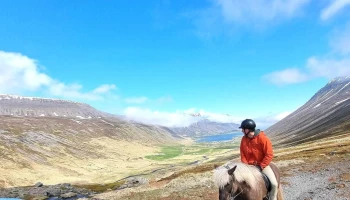 Fosshestar - Ísafjörður