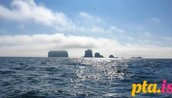 Geldungur - Ísland