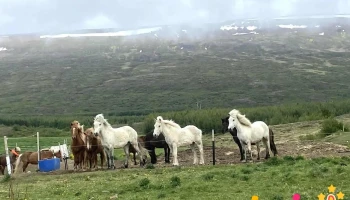 Gíslastaðir - 701