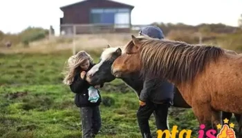 Hestaland - Iceland