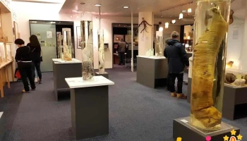 Hið íslenzka reðasafn - Reykjavík