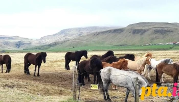 Hörgslandhorses - Múlakot