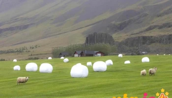 Hornafjarðar kartöflur - Bjarnanes