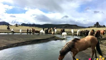 Íshestar - 220 Hafnarfjörður