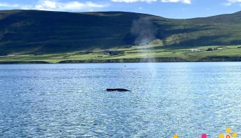 Keli Sea Tours - Whale Watching Akureyri - Ísland