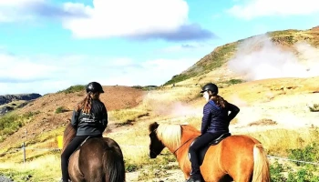 Sale horses Sabine Girke - 816 Sveitarfélagið Ölfus