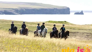 Saltvík Horse Rental - 85