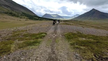 Simba Horses: riding tours in the Westfjords Alps - 470 Thingeyri