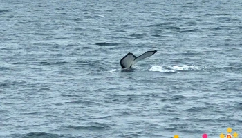 Special Tours Whale Watching Akureyri - 600 Akureyri