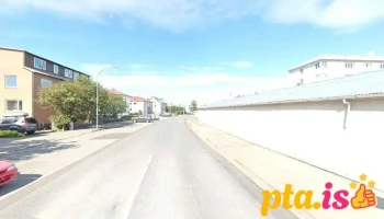 Spót hunt - Reykjavík
