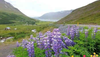 Vestfjarðarvegur Parking - Mógilsá