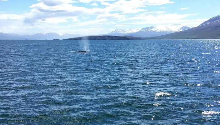 Arcticseatours Myndir - Dalvík