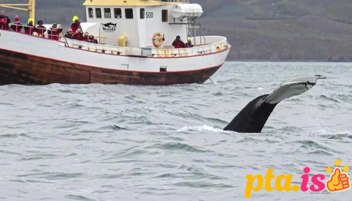 Arcticseatours Myndskeid - Dalvík