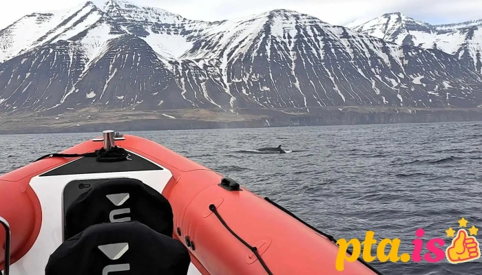 Arcticseatours Nyjast - Dalvík