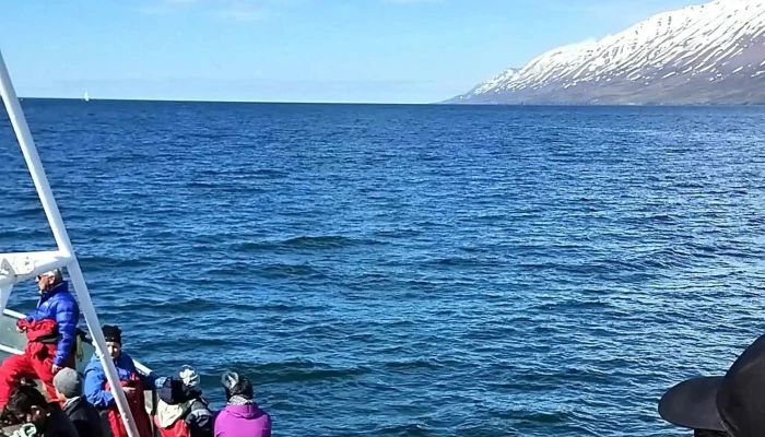 Arcticseatours Safn - Dalvík