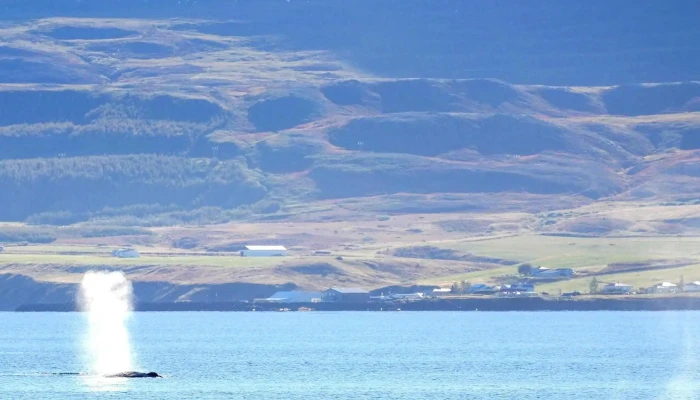 Arcticseatours Staðsetning - Dalvík