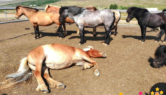 Áshestar Reykholt - Stóri Ás Farm