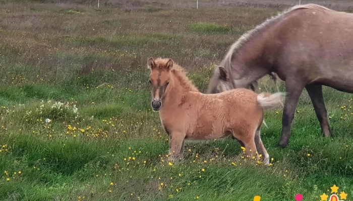 Austurkot horse farm - 801 Selfoss