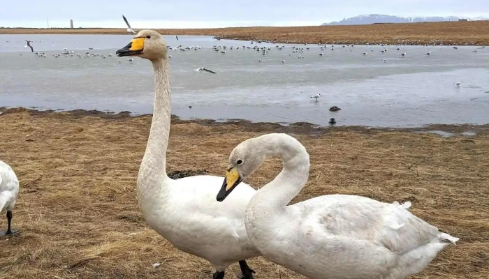Bakkatjörn - Ísland