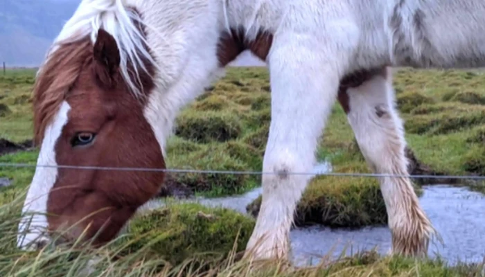 Berg Horse Farm -  Myndir - Énésæþ