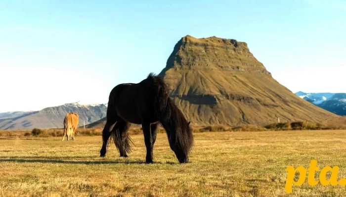Berg Horse Farm -  Nyjast - Énésæþ