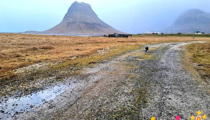 Berg Horse Farm -  Vefhonnun Og Vefsiður - Énésæþ