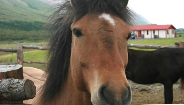 Brunagerdi Daladyrd Og Gjoska Instagram - Íllugastaðavegur