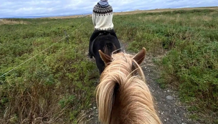 Dalahestar -  Hestaleiga - Búðardalur