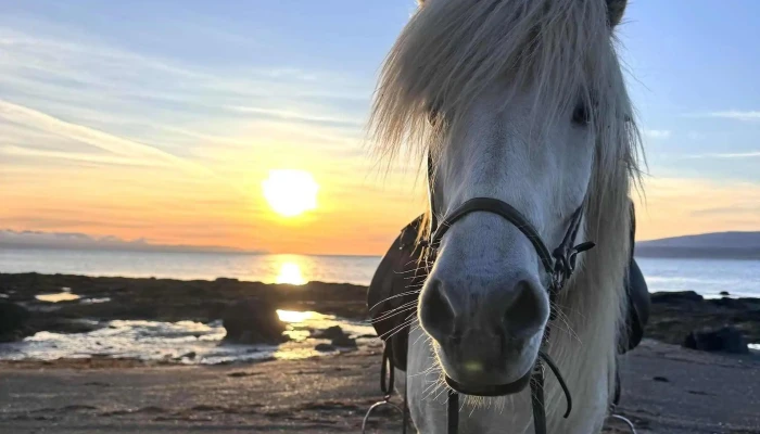 Dalahestar -  Simi - Búðardalur
