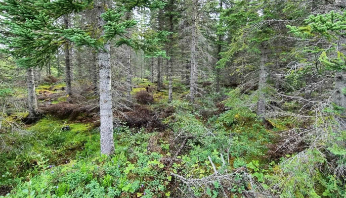 Einarsstadir Hvernig A Að Komast þangað - Fljótsdalshérað