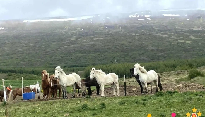 Gíslastaðir - 701