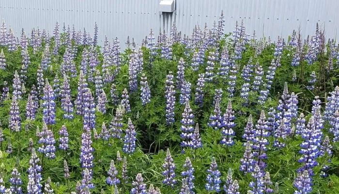 Gufunes -  Hvernig A Að Komast þangað - Reykjavík
