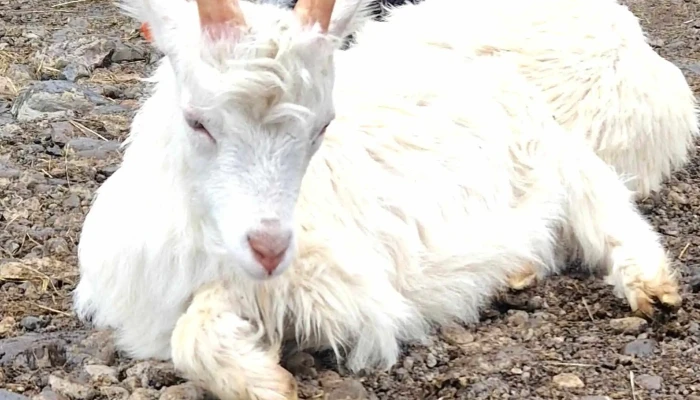 Haafell   Goat Farm Borgarnes - Borgarnes