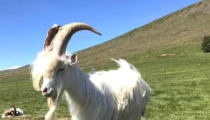 Haafell   Goat Farm Einkunn - Borgarnes