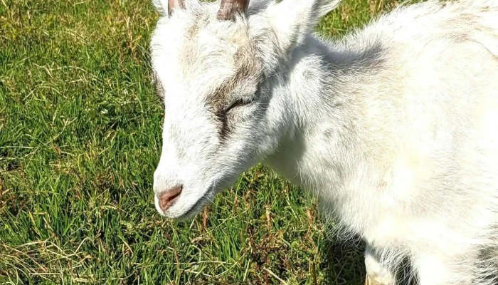 Haafell   Goat Farm Geit - Borgarnes