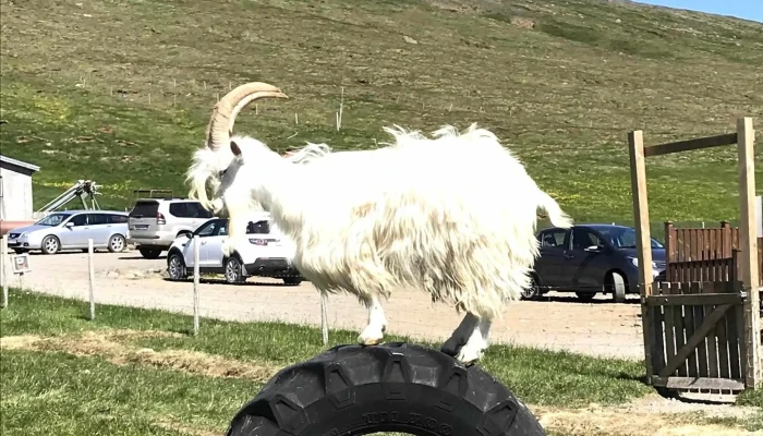 Haafell   Goat Farm Heimilisfang - Borgarnes