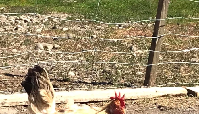 Haafell   Goat Farm Kynning - Borgarnes
