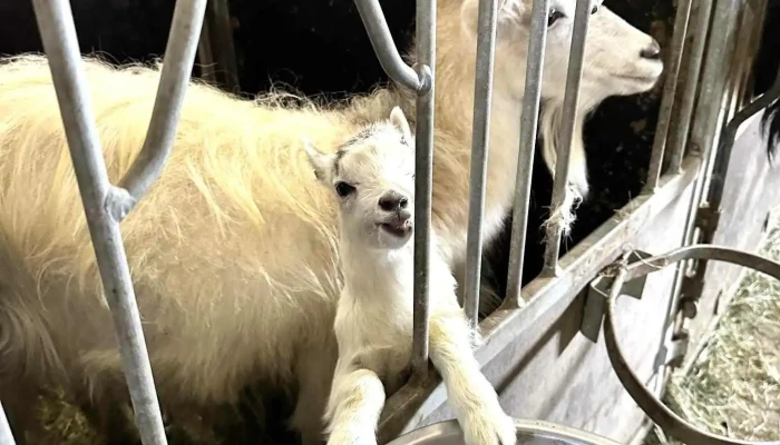 Haafell   Goat Farm Nyjast - Borgarnes