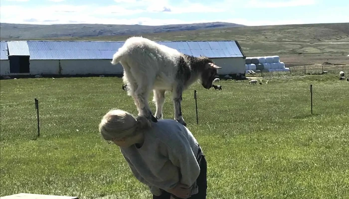 Haafell   Goat Farm Safn - Borgarnes