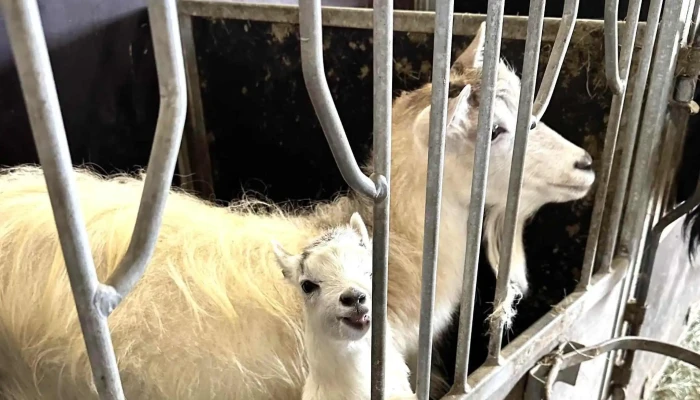 Haafell   Goat Farm Umsagnir - Borgarnes