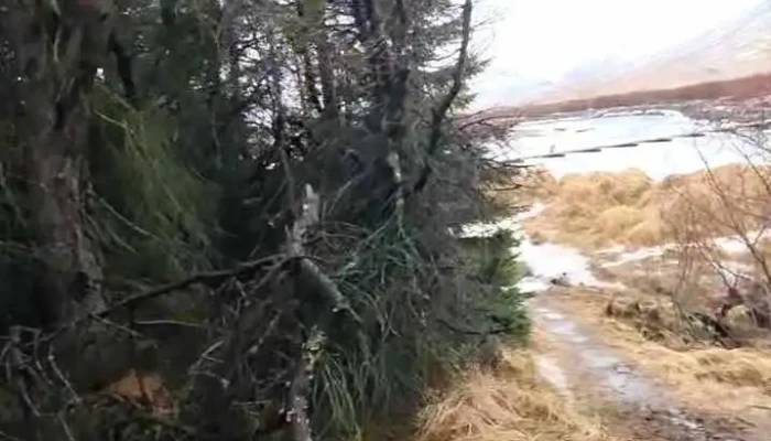 Hanefsstadaskogur Myndskeid - Dalvík