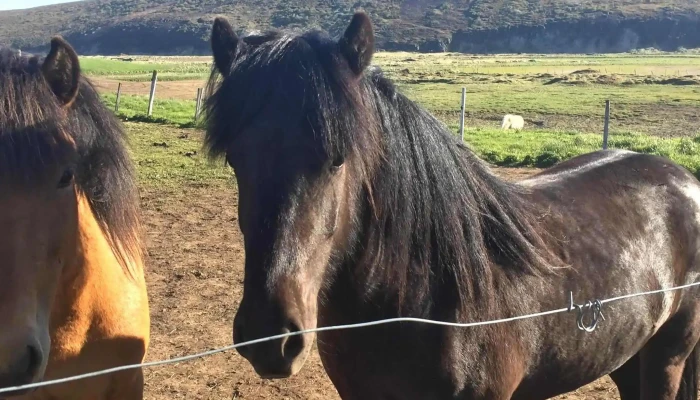 Hof Gardur Numer - Grenjaðarstaður
