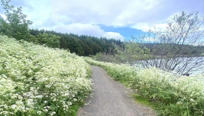 Hofdaskogur Simi - Hafnarfjörður