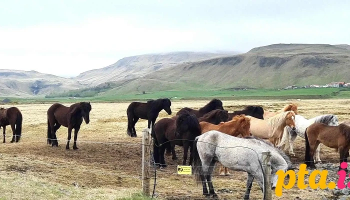 Hörgslandhorses - Múlakot