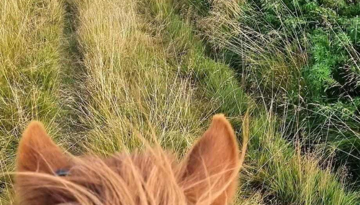 Hrafnagerdi Lodge Horseback Riding Hestaleiga - Egilsstaðir