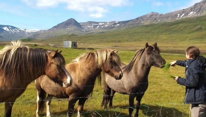 Hrafnagerdi Lodge Horseback Riding Opið Nuna - Egilsstaðir