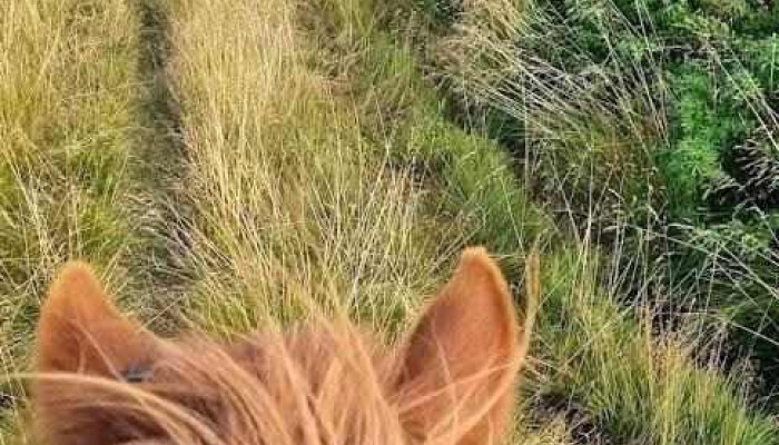 Hrafnagerði Lodge & Horseback Riding - Egilsstaðir